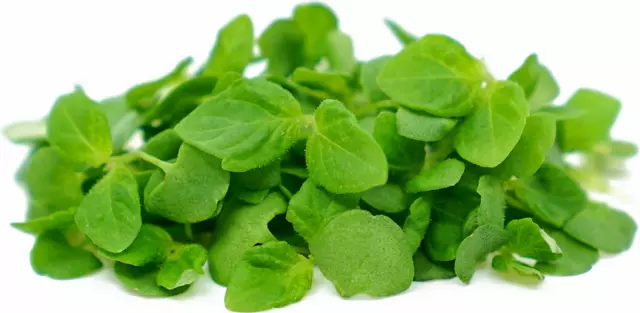 Microgreen Seeds - Vegetable - Herb - Spice, Sprouting - 30 verities - 1st Class