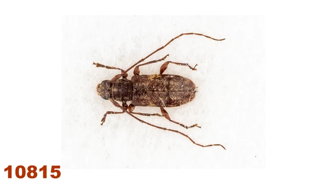 Cerambycidae sp.  A1, 4,5 mm, 1 pc
