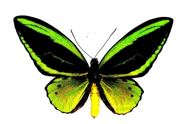 BUTTERFLY/MOTH/MOUNTED Real Framed Birdwing Arfak ORNITHOPTERA PRIAMUS SSP.
