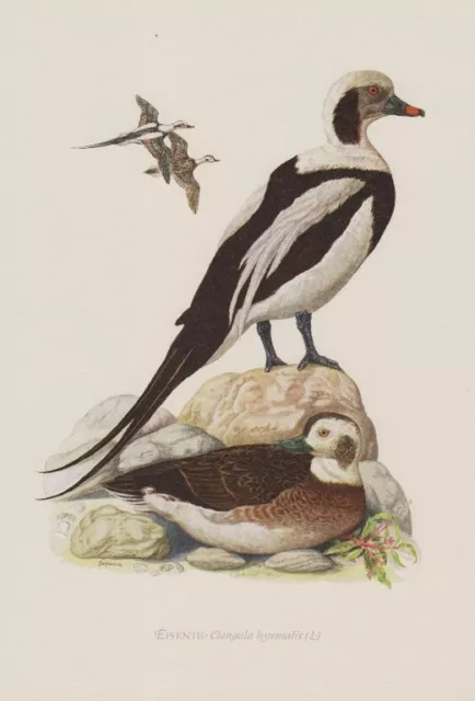 Eisente (Clangula hyemalis) Spitzschwanzente Honik   Farbdruck 1953 Ornithologie