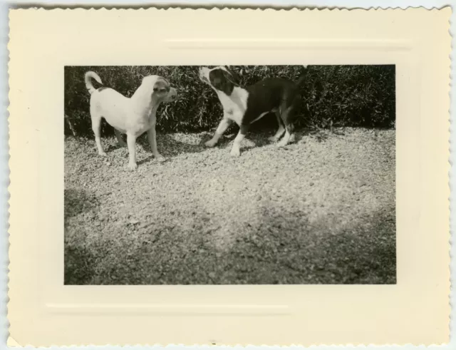 PHOTO  ANCIENNE - CHIEN ANIMAL DOG FUNNY - Vintage Snapshot