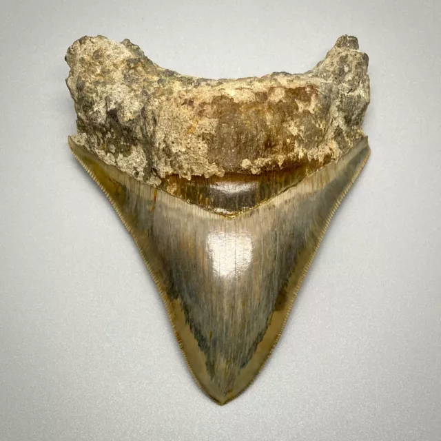 INSANE COLORS Razor-Sharply Serrated 4.20" Fossil MEGALODON Shark Tooth