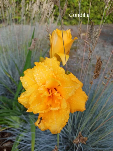 Taglilie Hemerocallis  CONDILLA gefüllt