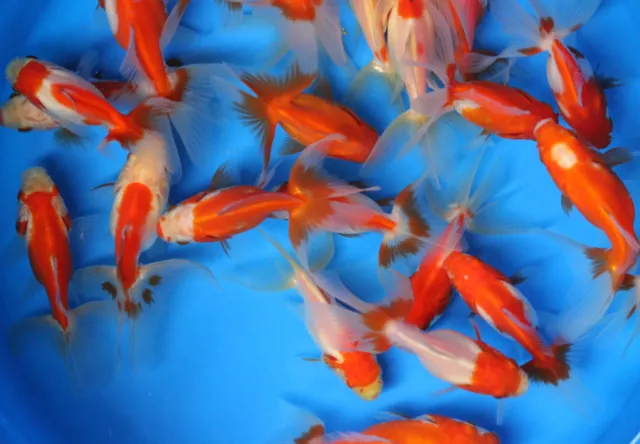 2-3 inch Live Red White Fantail Goldfish for fish tank, koi pond or aquarium