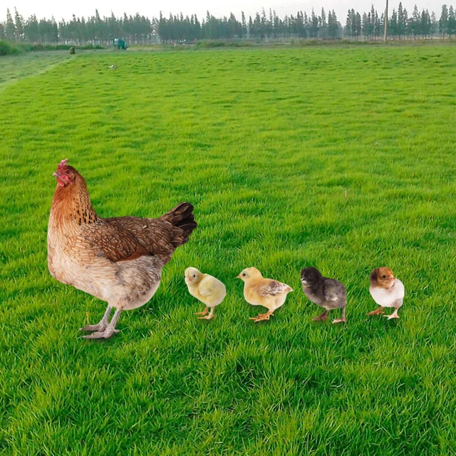 Chicken Sculpture Hen Figures Decorative Garden for Backyard Pathway Outdoor