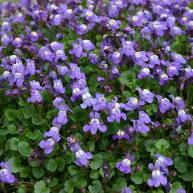 Cymbalaria plug plants ivy leaved toadflax snapdragon flowers scented, pack of 3