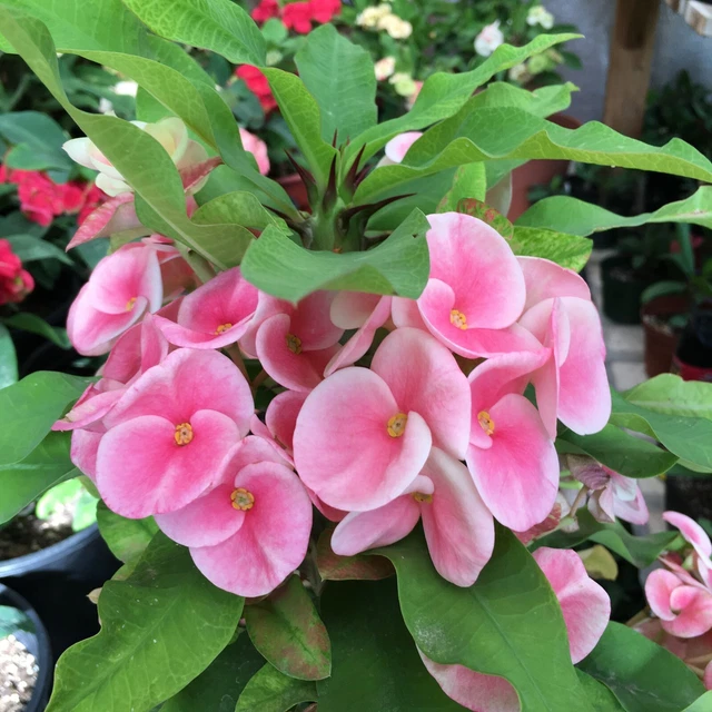 EUPHORBIA MILII-THAI HYBRID Crown of Thorns- " Angel's Blessing" EUR 33 ...