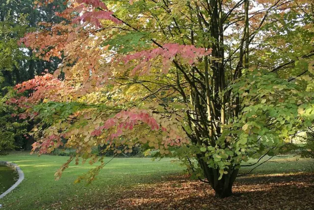 5 Seeds Cercidiphyllum Japonicum, Tree to The Caramel, Katsura