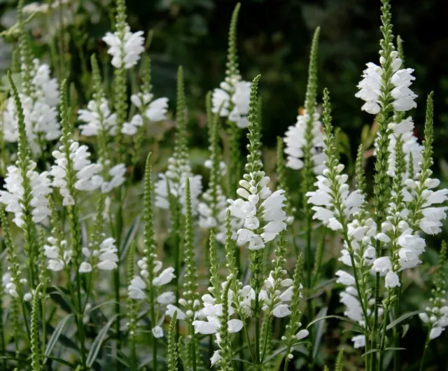 Physostegia Virginiana-Alba"White Queen"-15seeds/HP