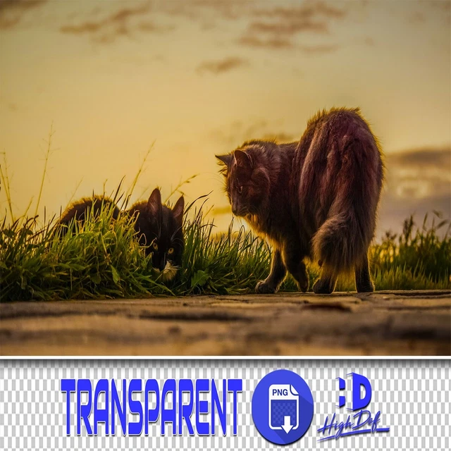 300 Superposiciones Transparentes Png De Gatos, Gatos Png Photoshop, Animales Aislados Archivos Png Png