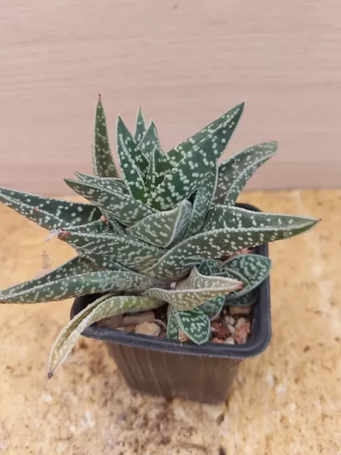 4631  GASTERIA Verrucosa x ALOE Variegata,  vaso de 7,0cm. cactus suculenta. 3