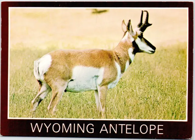 Wyoming Pronghorn Antelope Western USA Wildlife Plains WY Vintage Postcard