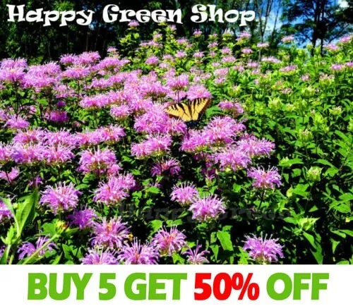 Herb Bergamot - 1300 Seeds - Monarda Fistulosa - Perennial Flower