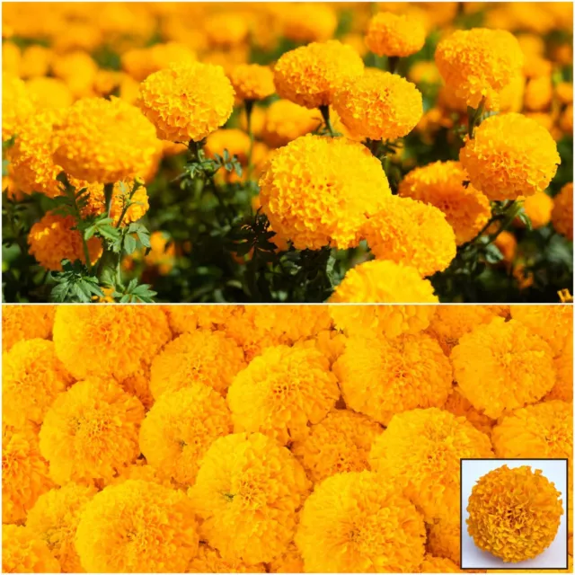 MARIGOLD African CRACKERJACK 50 Seeds COMPANION PLANT cottage FLOWER GARDEN BED