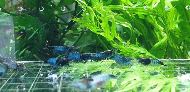 10+1 Blue Rili Shrimp Freshwater Neocaridina Aquarium Shrimp. Live Guarantee