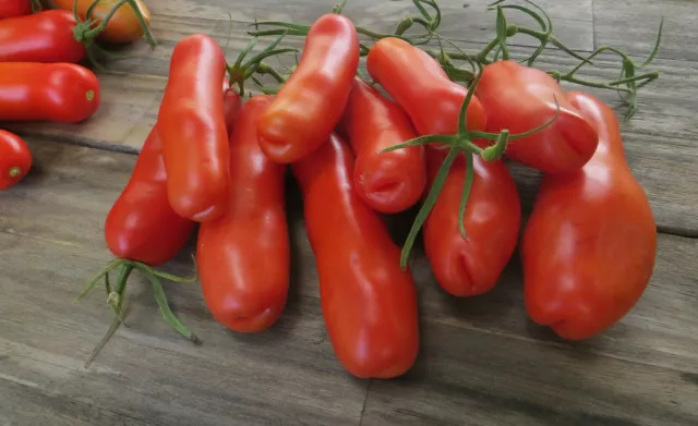 10 graines de tomate Kasanova- Kazanova productive résistante savoureuse m.bio 3