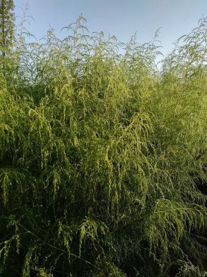 Hinojo de perro - Hierba seca Mayweed silvestre - Eupatorium capiplifolium - ELIGE 0,5 - 4