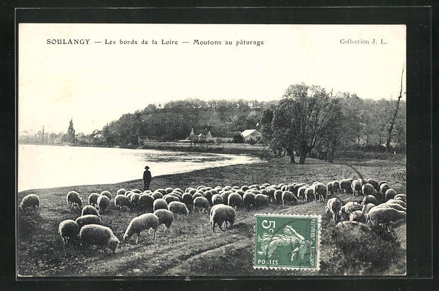 CPA Soulangy, Les bords de la Loire, Moutons au paturage 1909