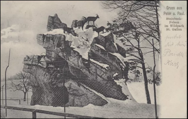 Schweiz AK Peter und Paul Steinbockfelsen im Wildpark St. GALLEN 11.6.1905