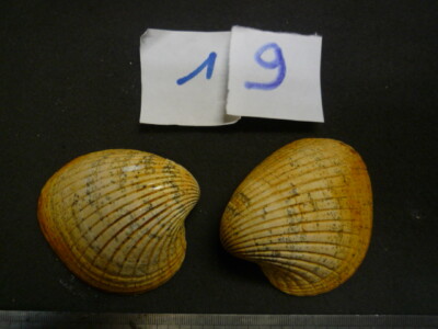 EN CONNECTION N°23 097.01 B FOSSILE DU BASSIN PARISIEN CARDITA PLANICOSTA 