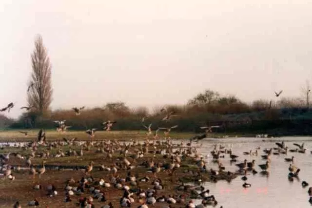 Photo 6x4 Wildfowl and Wetlands reserve, Slimbridge Shepherd's Patch This c1999