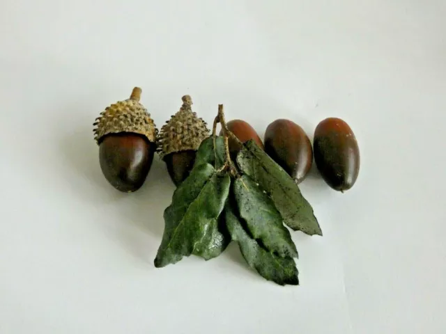 2023 Quercus suber - Cork oak acorns plants - Korkeiche samen Pflanzen