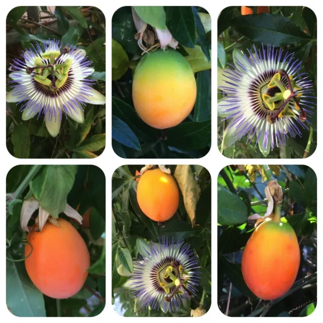 10 xBlaue Passionsblume,Passionsfrucht,Winterharte Kletterpflanze schnellwüchsig