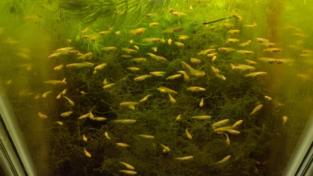 8 Orange Medaka Rice Fish - Homebred