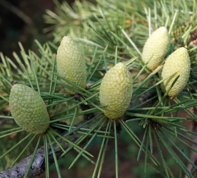 Lebanese SEEDS Cedrus - - Lebanese Cedar - Cedar of Lebanon ** SEMIL SEEDS