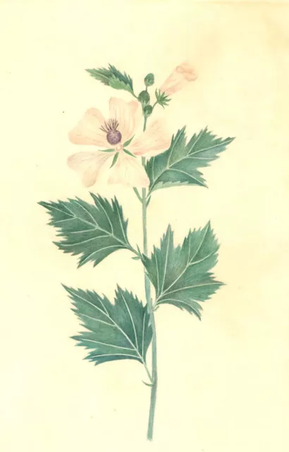 Aquatinte De La Fin Du Xixe Siècle - Étude Florale
