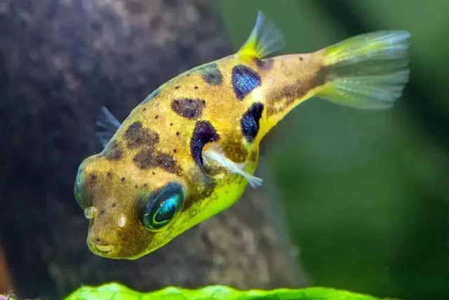 Group of 5+1 Live Dwarf Pea Puffer Freshwater Tropical Fish High Quality A+++