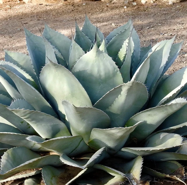 Agave ovatifolia 太い variegated 'ORCA' 144