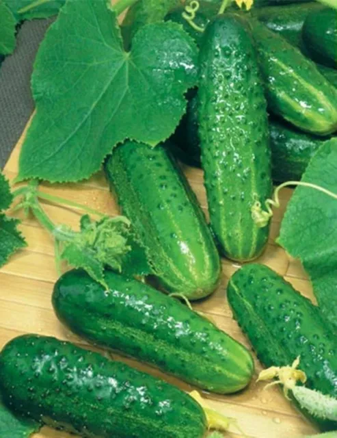 Seeds Cucumber Hermes F1 Early Rare Pickling Vegetable Organic Heirloom Non GMO
