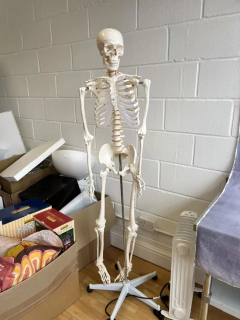 life size medical skeleton