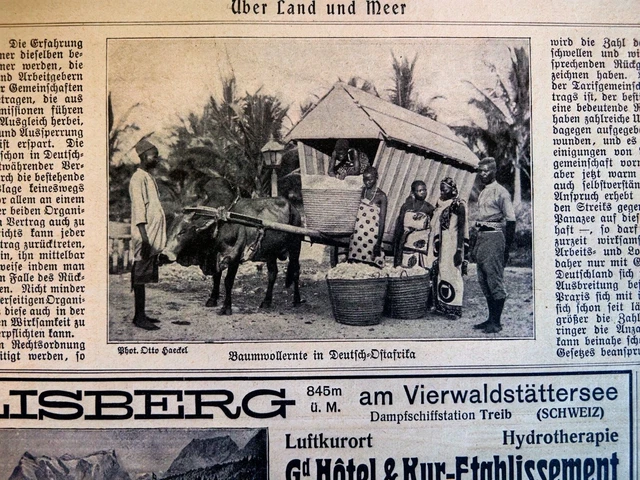 1907 Zeitungsdruck 796 Baumwollernte  Deutsch-Ostafrika Kolonien