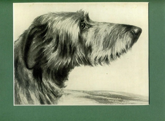~ Scottish Deerhound ~ by  R Ward Binks Print Genuine Vintage c1935