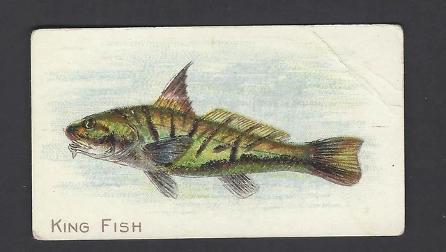 American Tobacco (Later) - Fish Series - King Fish