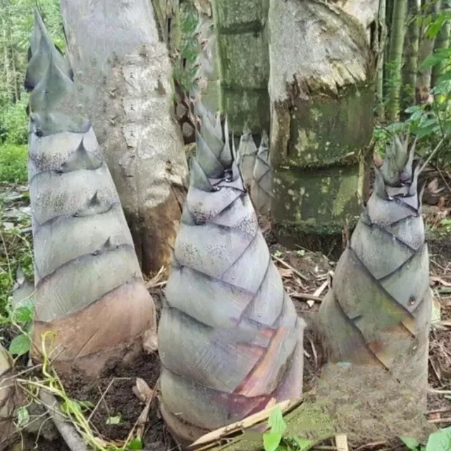 Dendrocalamus membranaceus Bambu - Giant Bambu - Giant bamboo - 60 Seeds