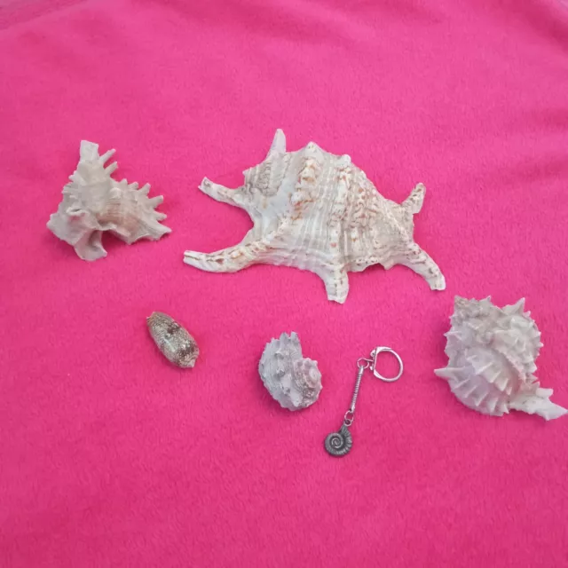 Selection of Sea Shells plus keyring