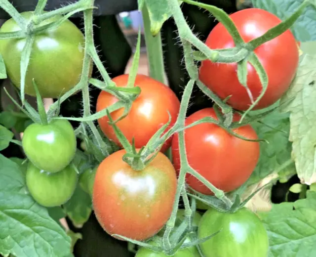 Tomatensamen "De Berao" ROSA *Riesen Tomatenbaum* Rarität 10+ Samen frisch 2023!