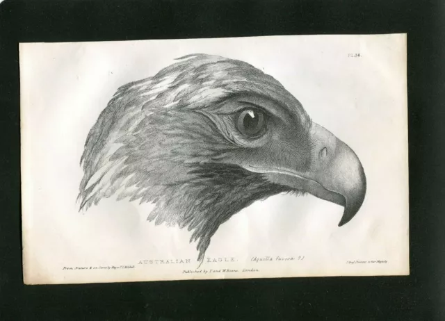 1839 Engraving Australian Eagle  Australia T L Mitchell Expedition