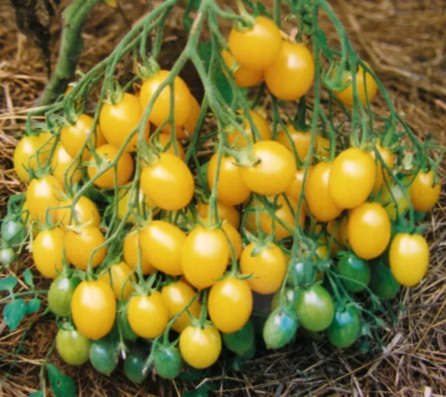 Dattelwine Tomato - Multiflora Tomate - 5+ Seeds - Samen - P 518