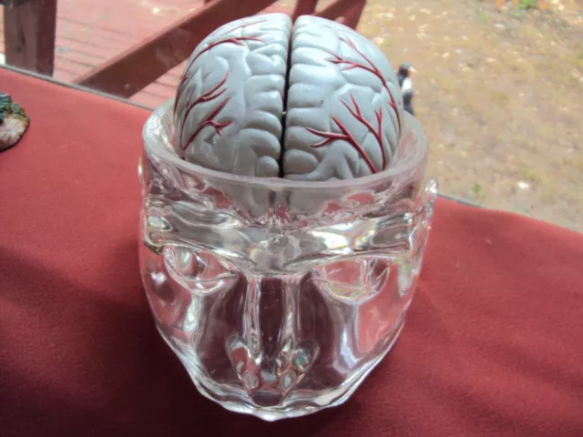 Medical Human brain display model with removable brain