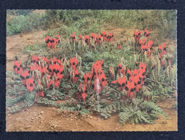 1970s POSTCARD -Unused- Wildflowers of Western Australia - Sturt's Desert Pea