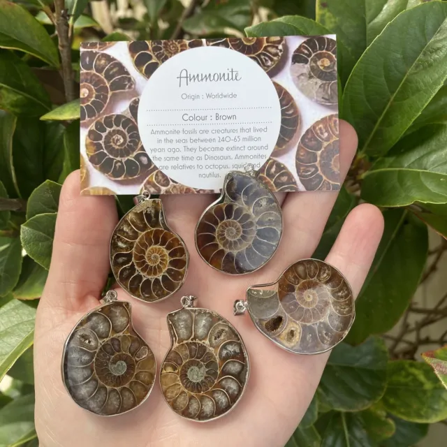 Polished Ammonite Pendant - A Grade 360 Million Year Old Fossil from Madagascar