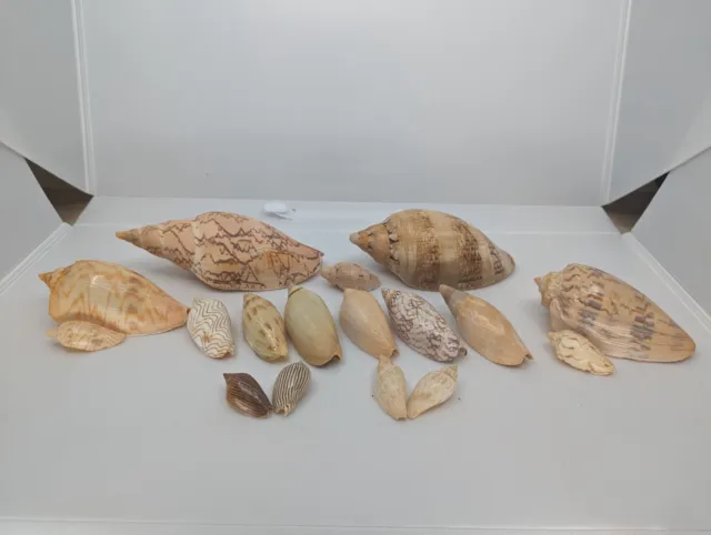 Australian Volute Collection, Assorted Sizes, Collectable Seashells, Magnifica 2
