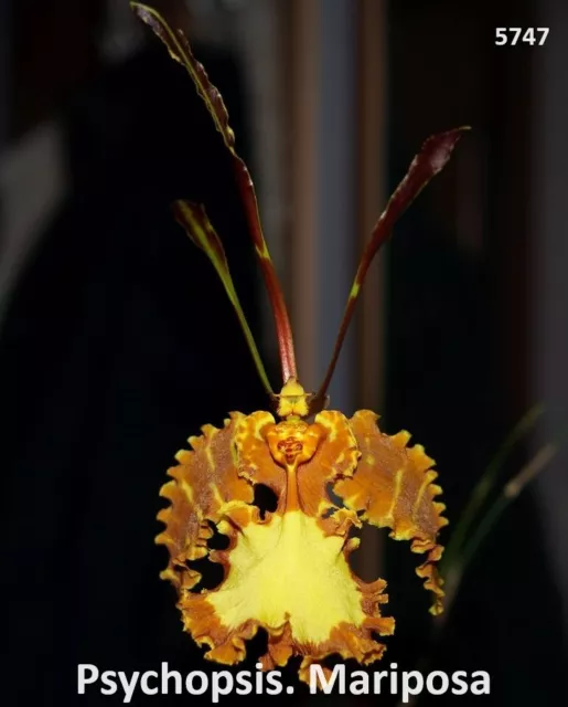 Orchid Psychopsis Mariposa x Sib