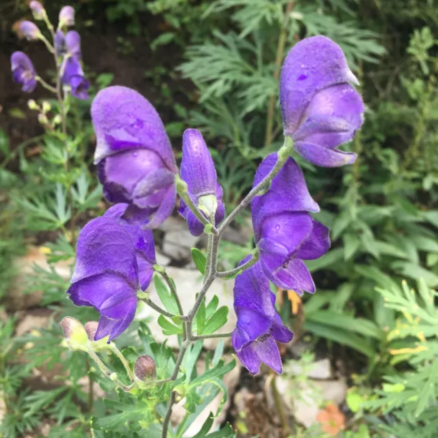 Blauer Eisenhut Aconitum napellus Bauerngartenpflanze Sturmhut Wolfswurz 3