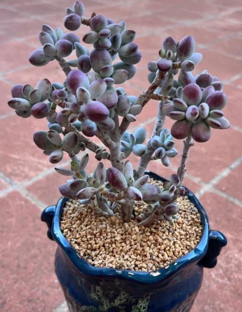 Cotyledon Orbiculata Cv Round Leaf From - 3 Pcs Cuttings Succulent