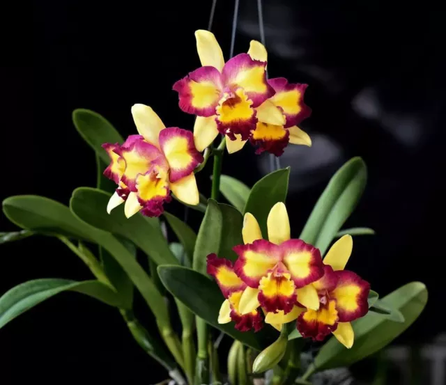 Astro Jaguar on X: Schombocatonia Mem. Louise Fuchs X. Cattleya